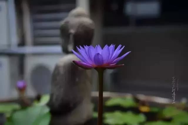 双子座是风象星座吗