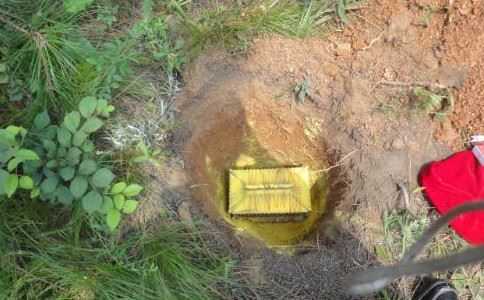 种生基见效时间