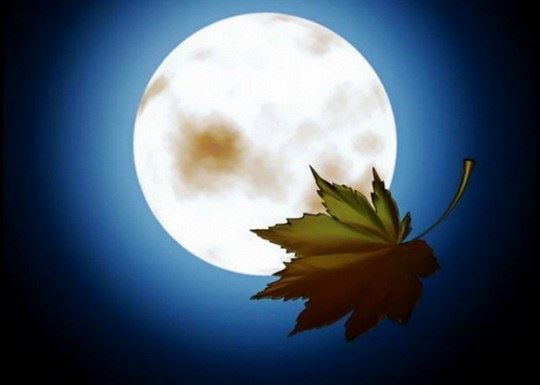 在家里可以种生基吗?在家里种生基风水方法