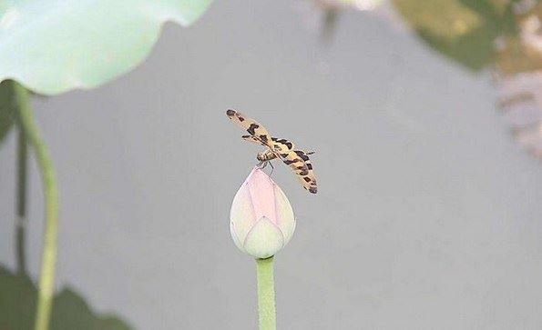 夫妻和合符咒的作用及使用方法