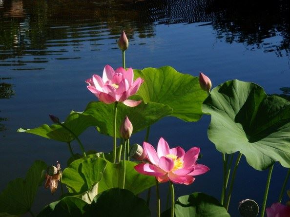 童子命面相的特别之处  要及时找道长化解