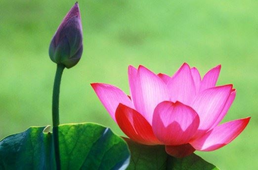 种生基需要准备些什么？