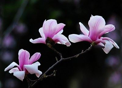 为堕胎婴灵供奉地藏王