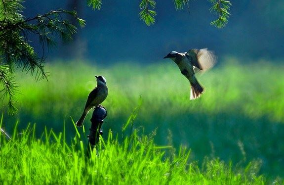 吉祥物聚财和补财库的方法 简单又常用